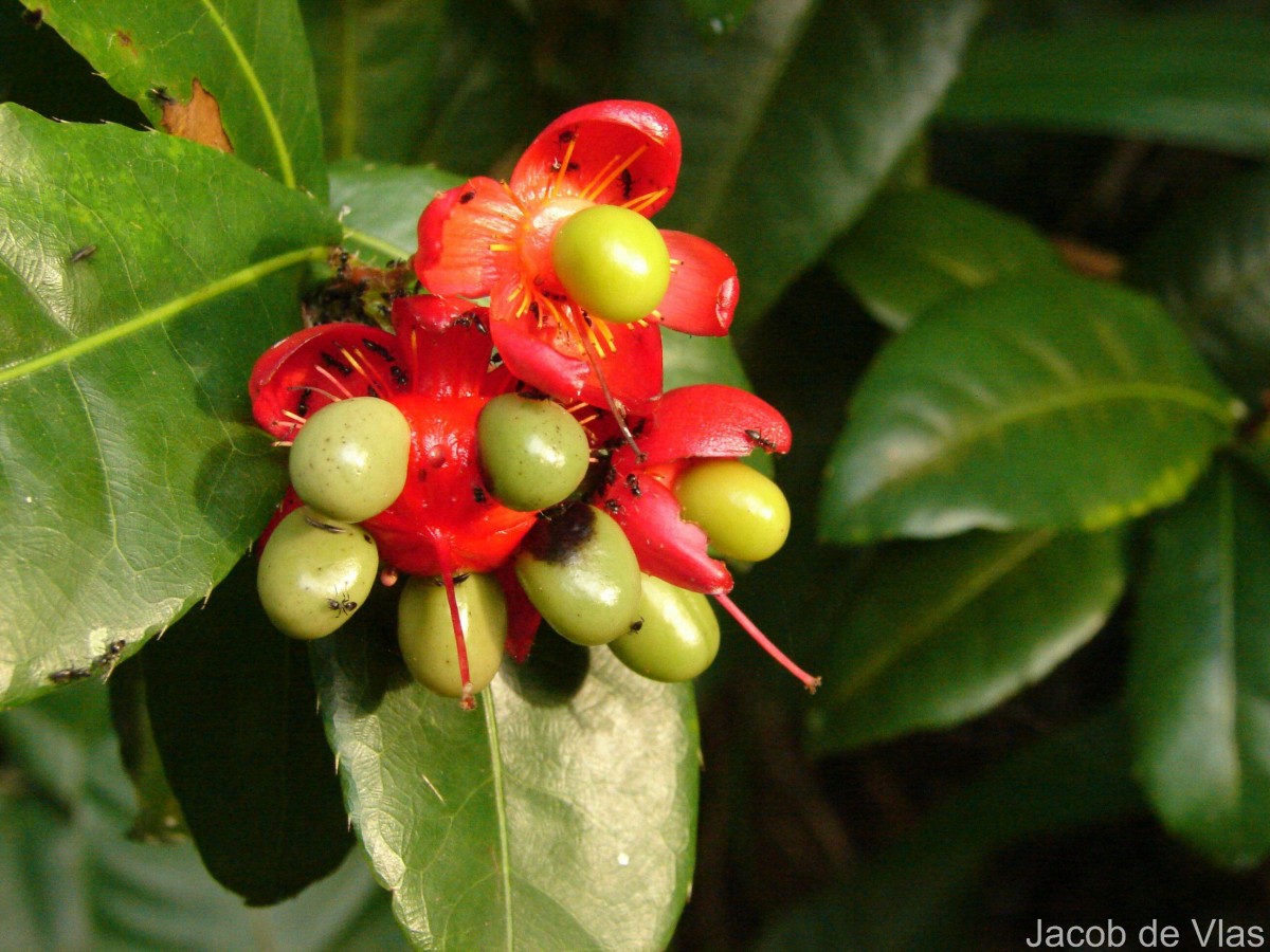Ochna thomasiana Engl. & Gilg